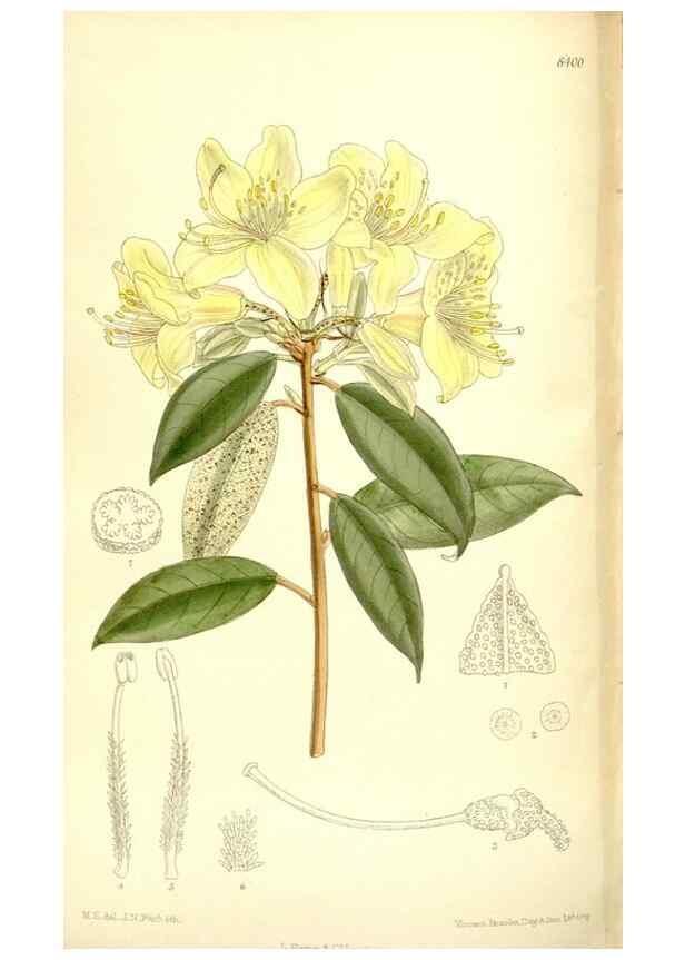 Reproducción/Reproduction 35884882572: Curtis's botanical magazine.. London ; New York [etc.] :Academic Press [etc.]