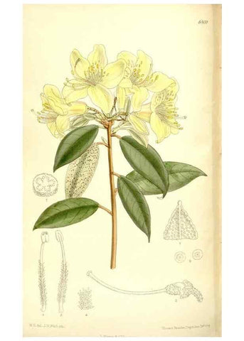 Reproducción/Reproduction 35884882572: Curtis's botanical magazine.. London ; New York [etc.] :Academic Press [etc.]