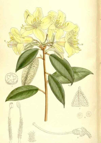 Reproducción/Reproduction 35884882572: Curtis's botanical magazine.. London ; New York [etc.] :Academic Press [etc.]