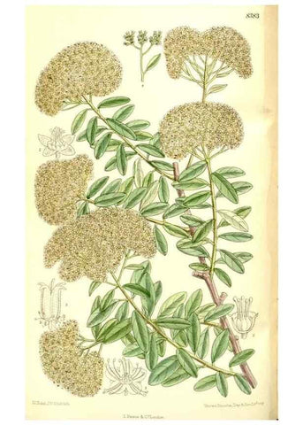 Reproducción/Reproduction 35666528990: Curtis's botanical magazine.. London ; New York [etc.] :Academic Press [etc.]