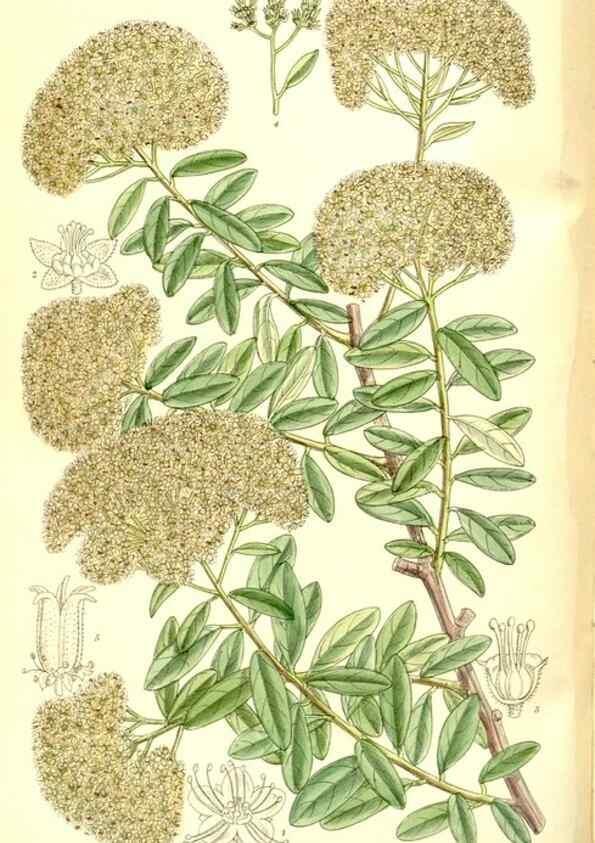 Reproducción/Reproduction 35666528990: Curtis's botanical magazine.. London ; New York [etc.] :Academic Press [etc.]