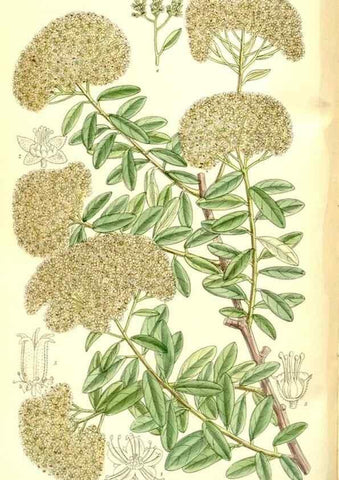 Reproducción/Reproduction 35666528990: Curtis's botanical magazine.. London ; New York [etc.] :Academic Press [etc.]
