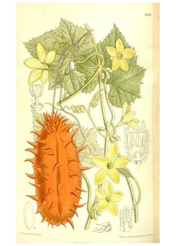 Reproducción/Reproduction 36056214355: Curtis's botanical magazine.. London ; New York [etc.] :Academic Press [etc.]