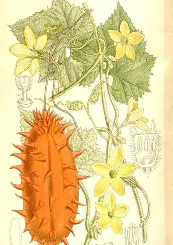 Reproducción/Reproduction 36056214355: Curtis's botanical magazine.. London ; New York [etc.] :Academic Press [etc.]