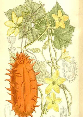 Reproducción/Reproduction 36056214355: Curtis's botanical magazine.. London ; New York [etc.] :Academic Press [etc.]
