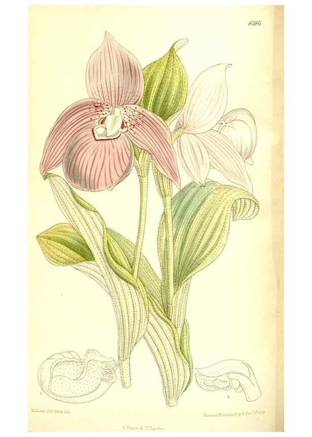 Reproducción/Reproduction 35247047253: Curtis's botanical magazine.. London ; New York [etc.] :Academic Press [etc.]