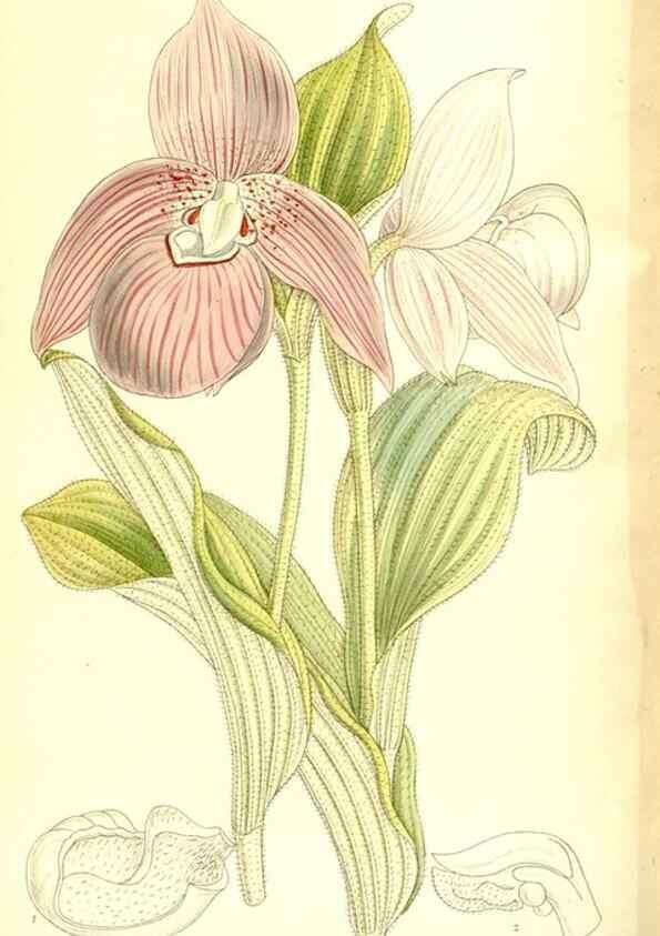Reproducción/Reproduction 35247047253: Curtis's botanical magazine.. London ; New York [etc.] :Academic Press [etc.]