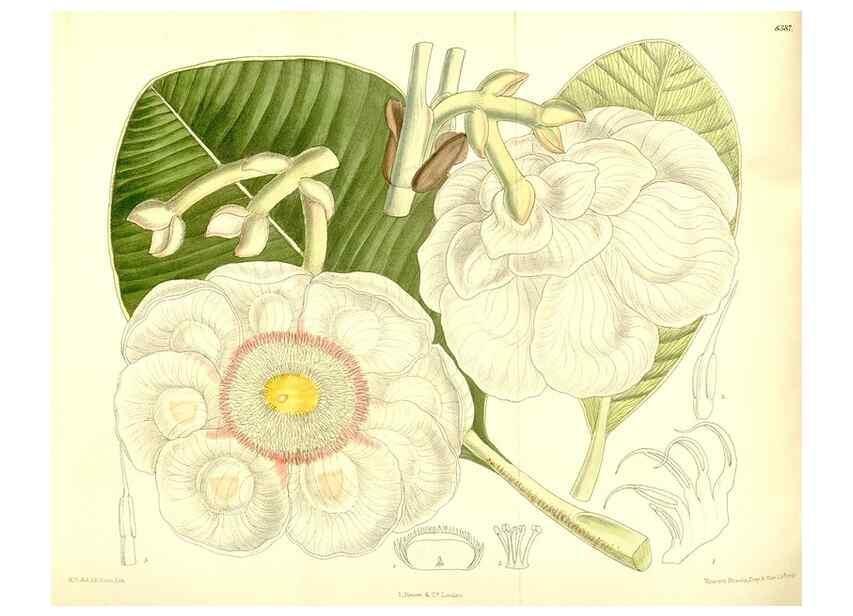 Reproducción/Reproduction 36056217805: Curtis's botanical magazine.. London ; New York [etc.] :Academic Press [etc.]