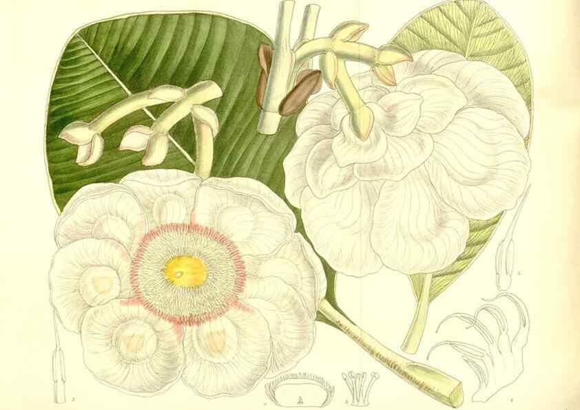 Reproducción/Reproduction 36056217805: Curtis's botanical magazine.. London ; New York [etc.] :Academic Press [etc.]