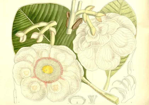 Reproducción/Reproduction 36056217805: Curtis's botanical magazine.. London ; New York [etc.] :Academic Press [etc.]