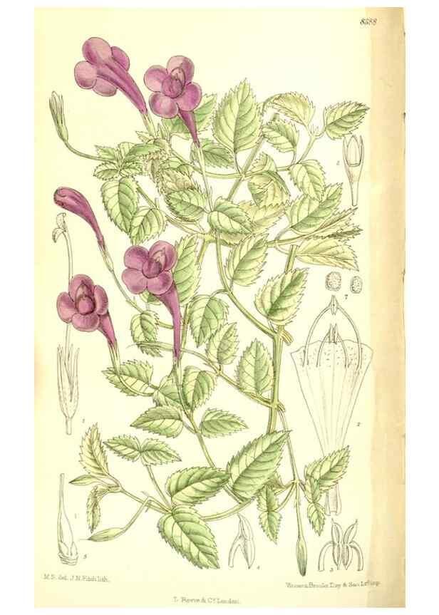 Reproducción/Reproduction 35884851842: Curtis's botanical magazine.. London ; New York [etc.] :Academic Press [etc.]