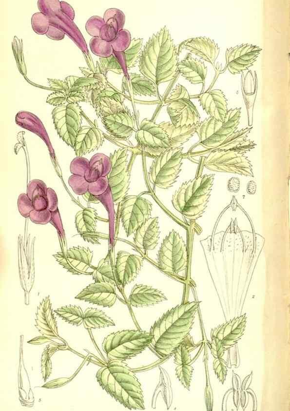 Reproducción/Reproduction 35884851842: Curtis's botanical magazine.. London ; New York [etc.] :Academic Press [etc.]