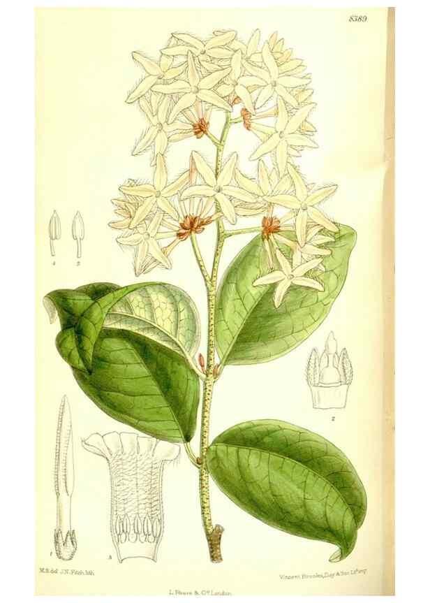 Reproducción/Reproduction 35884854922: Curtis's botanical magazine.. London ; New York [etc.] :Academic Press [etc.]