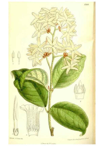 Reproducción/Reproduction 35884854922: Curtis's botanical magazine.. London ; New York [etc.] :Academic Press [etc.]