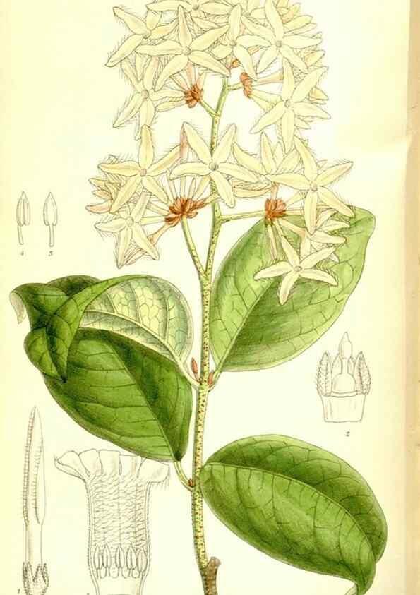 Reproducción/Reproduction 35884854922: Curtis's botanical magazine.. London ; New York [etc.] :Academic Press [etc.]