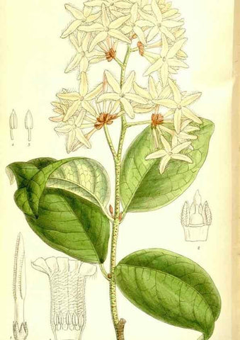 Reproducción/Reproduction 35884854922: Curtis's botanical magazine.. London ; New York [etc.] :Academic Press [etc.]
