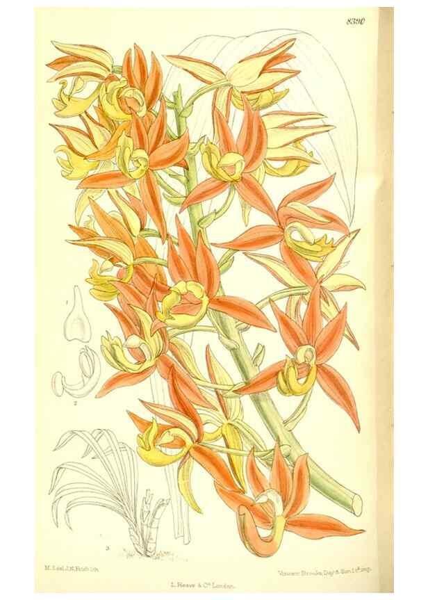 Reproducción/Reproduction 36056224345: Curtis's botanical magazine.. London ; New York [etc.] :Academic Press [etc.]