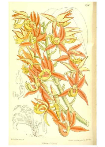 Reproducción/Reproduction 36056224345: Curtis's botanical magazine.. London ; New York [etc.] :Academic Press [etc.]