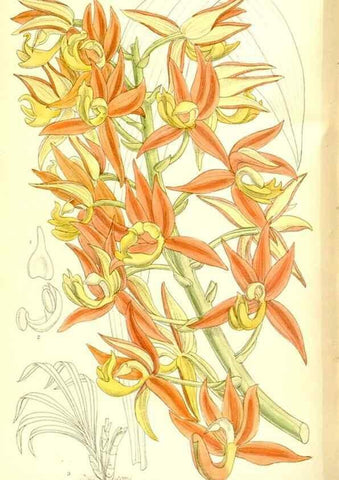 Reproducción/Reproduction 36056224345: Curtis's botanical magazine.. London ; New York [etc.] :Academic Press [etc.]