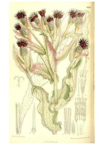 Reproducción/Reproduction 35247038523: Curtis's botanical magazine.. London ; New York [etc.] :Academic Press [etc.]