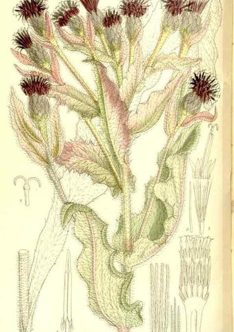 Reproducción/Reproduction 35247038523: Curtis's botanical magazine.. London ; New York [etc.] :Academic Press [etc.]