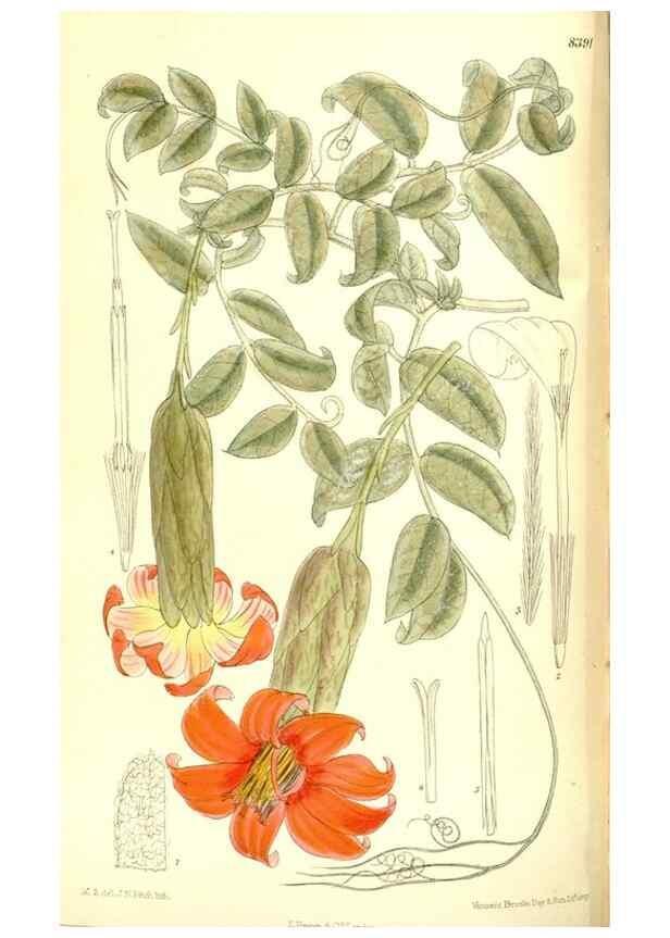 Reproducción/Reproduction 36056226315: Curtis's botanical magazine.. London ; New York [etc.] :Academic Press [etc.]