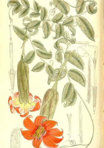 Reproducción/Reproduction 36056226315: Curtis's botanical magazine.. London ; New York [etc.] :Academic Press [etc.]