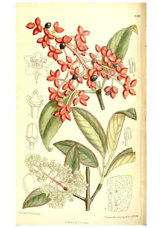 Reproducción/Reproduction 35884866972: Curtis's botanical magazine.. London ; New York [etc.] :Academic Press [etc.]