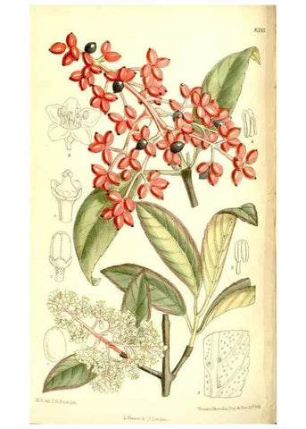Reproducción/Reproduction 35884866972: Curtis's botanical magazine.. London ; New York [etc.] :Academic Press [etc.]