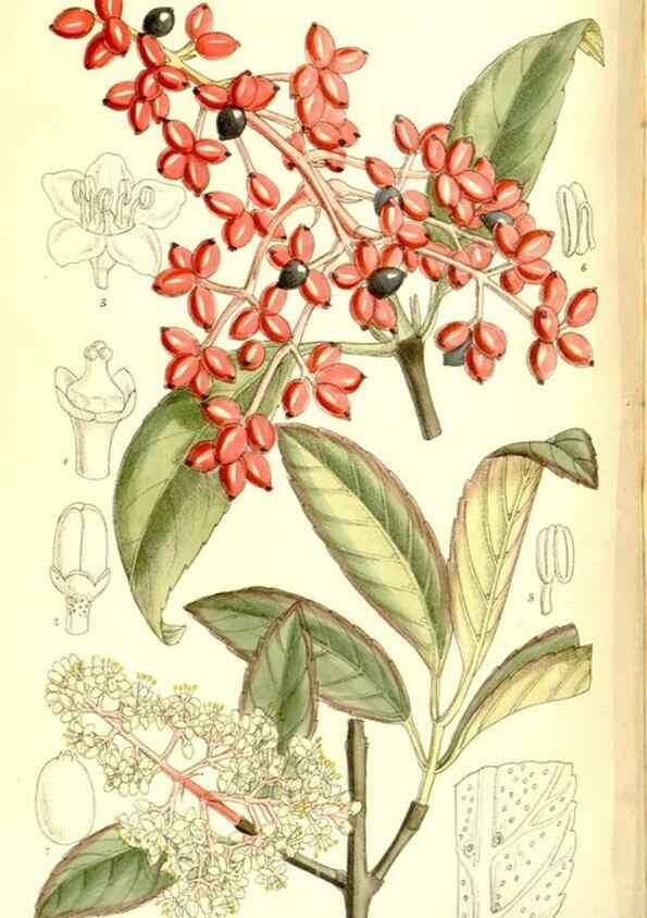 Reproducción/Reproduction 35884866972: Curtis's botanical magazine.. London ; New York [etc.] :Academic Press [etc.]