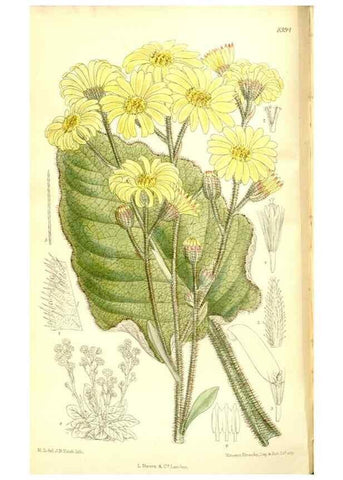 Reproducción/Reproduction 35884870422: Curtis's botanical magazine.. London ; New York [etc.] :Academic Press [etc.]