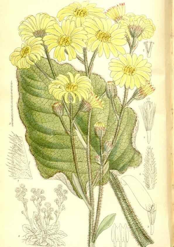 Reproducción/Reproduction 35884870422: Curtis's botanical magazine.. London ; New York [etc.] :Academic Press [etc.]