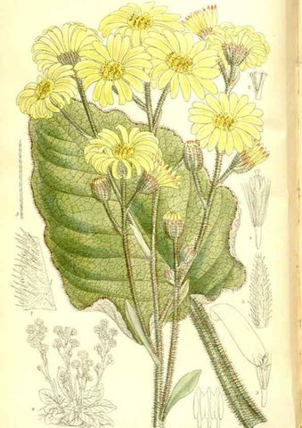 Reproducción/Reproduction 35884870422: Curtis's botanical magazine.. London ; New York [etc.] :Academic Press [etc.]