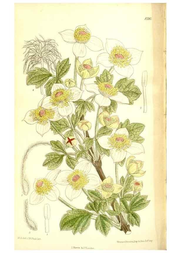 Reproducción/Reproduction 35922526961: Curtis's botanical magazine.. London ; New York [etc.] :Academic Press [etc.]