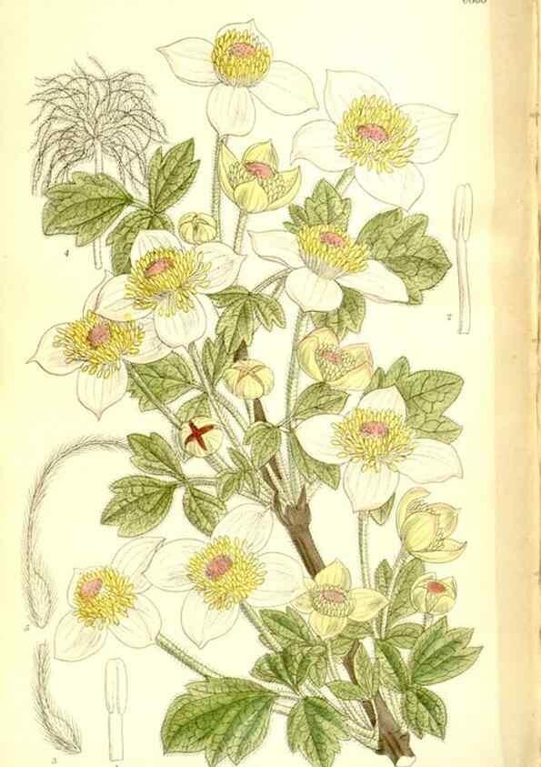 Reproducción/Reproduction 35922526961: Curtis's botanical magazine.. London ; New York [etc.] :Academic Press [etc.]