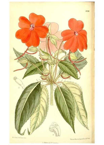 Reproducción/Reproduction 35922529181: Curtis's botanical magazine.. London ; New York [etc.] :Academic Press [etc.]