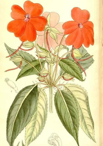 Reproducción/Reproduction 35922529181: Curtis's botanical magazine.. London ; New York [etc.] :Academic Press [etc.]