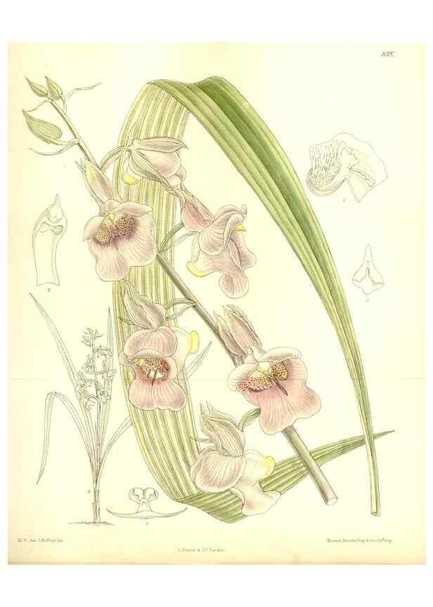 Reproducción/Reproduction 36056235425: Curtis's botanical magazine.. London ; New York [etc.] :Academic Press [etc.]