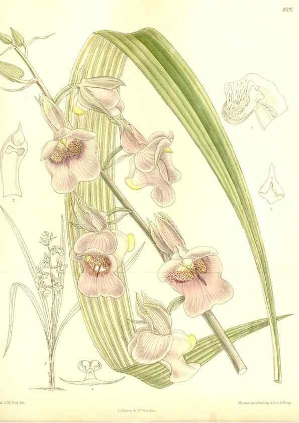 Reproducción/Reproduction 36056235425: Curtis's botanical magazine.. London ; New York [etc.] :Academic Press [etc.]