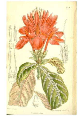 Reproducción/Reproduction 36056237005: Curtis's botanical magazine.. London ; New York [etc.] :Academic Press [etc.]