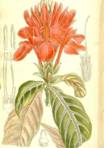 Reproducción/Reproduction 36056237005: Curtis's botanical magazine.. London ; New York [etc.] :Academic Press [etc.]