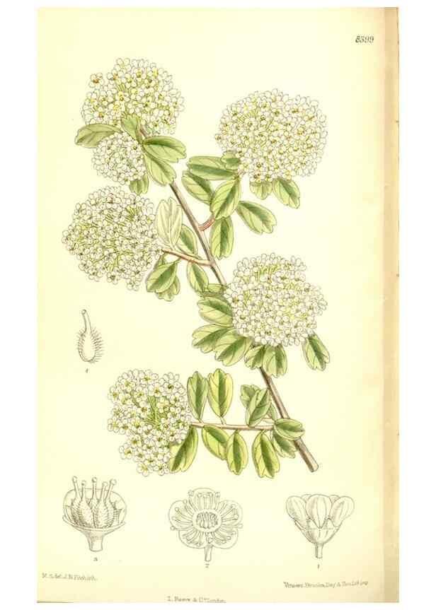 Reproducción/Reproduction 35922535771: Curtis's botanical magazine.. London ; New York [etc.] :Academic Press [etc.]