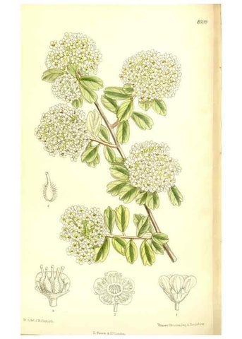 Reproducción/Reproduction 35922535771: Curtis's botanical magazine.. London ; New York [etc.] :Academic Press [etc.]