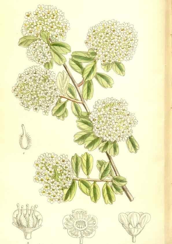 Reproducción/Reproduction 35922535771: Curtis's botanical magazine.. London ; New York [etc.] :Academic Press [etc.]