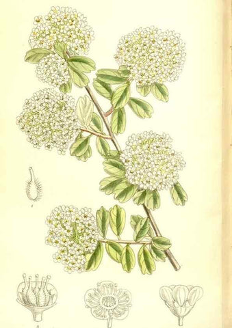 Reproducción/Reproduction 35922535771: Curtis's botanical magazine.. London ; New York [etc.] :Academic Press [etc.]