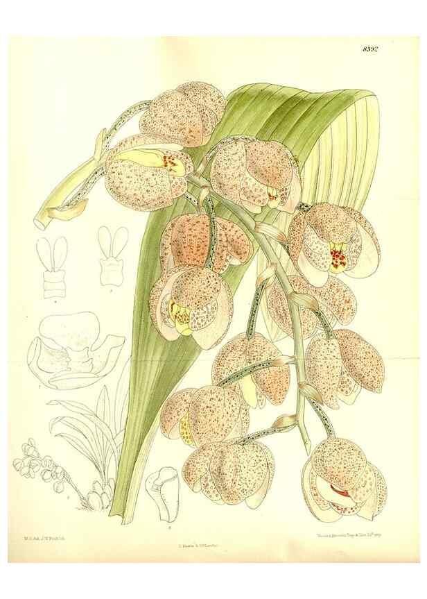 Reproducción/Reproduction 35247055543: Curtis's botanical magazine.. London ; New York [etc.] :Academic Press [etc.]