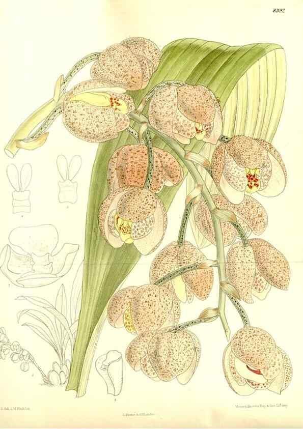 Reproducción/Reproduction 35247055543: Curtis's botanical magazine.. London ; New York [etc.] :Academic Press [etc.]