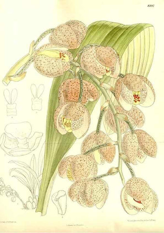 Reproducción/Reproduction 35247055543: Curtis's botanical magazine.. London ; New York [etc.] :Academic Press [etc.]