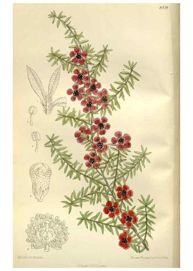 Reproducción/Reproduction 36056338925: Curtis's botanical magazine.. London ; New York [etc.] :Academic Press [etc.]