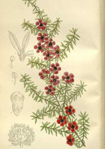 Reproducción/Reproduction 36056338925: Curtis's botanical magazine.. London ; New York [etc.] :Academic Press [etc.]